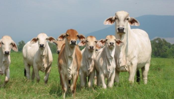 La primera Feria de Reproducción Animal concluyó tras numerosas conferencias y charlas. Foto/PL.