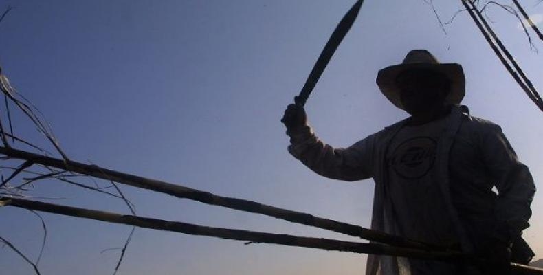 Mexican campesino chopping sugar canes in Acatzingo, central Mexico.   Photo: EFE