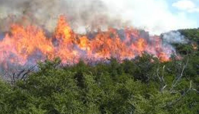 Datos preliminares revelan que resultaron dañadas alrededor de 800 hectáreas de bosques. Foto: Archivo