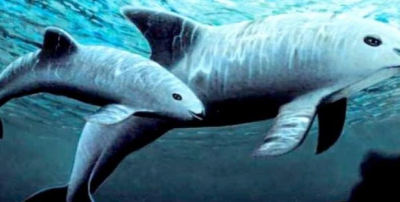 La vaquita marina es víctima de la creciente caza ilegal. Foto: El Nuevo Diario.