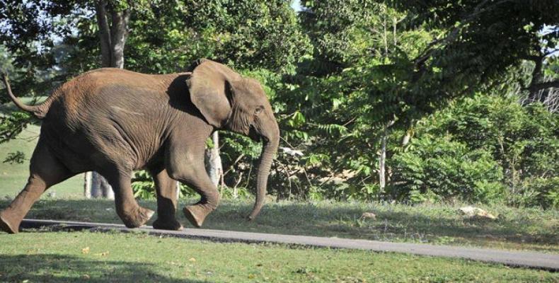 Este moderno zoológico apuesta por mostrar a los animales en aparente libertad. Fotos: Madelín Ramírez