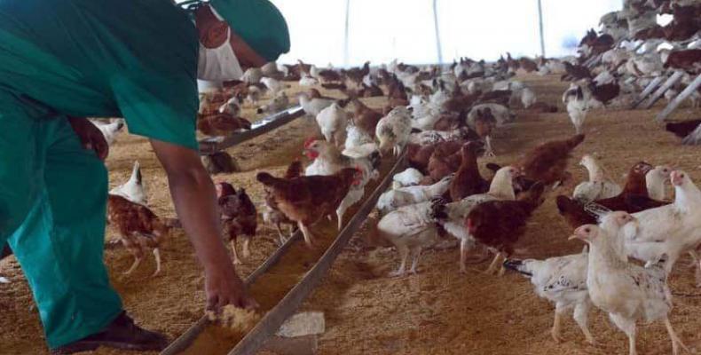 El centro fomenta la reproducción de pollos camperos, gallinas semi-rústicas y de Guinea. Fotos: ACN