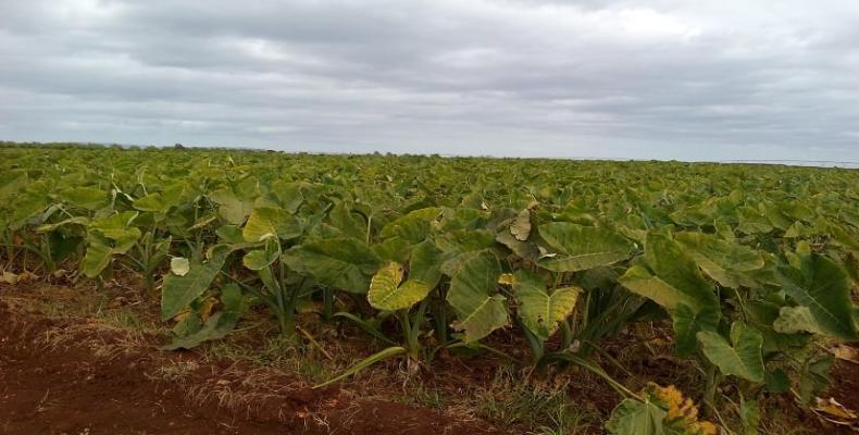 La malanga entre las producciones que aporta la empresa de cultivos varios La Cuba.Foto:Iván Paz Nogueira.