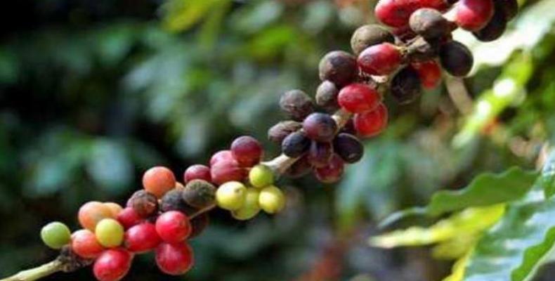 Cuba incrementa su producción de café