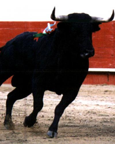La primera corrida de toros en la mayor isla de Las Antillas tuvo lugar en 1538, en Santiago de Cuba. Foto: Internet