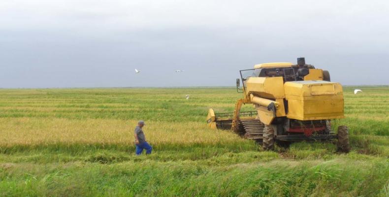 Agricultura cubana busca reducir al mínimo parcelas inactivas. Foto: Periódico Trabajadores.