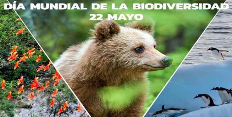 Biólogos, zoólogos, botánicos y especialistas de las ciencias naturales instan este martes al cuidado de la flora y la fauna en ocasión del Día Mundial de la Bi