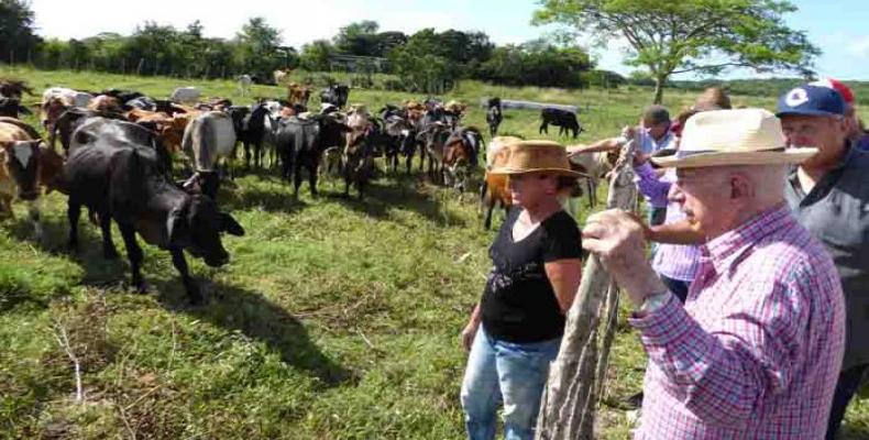Machado en tierras ganaderas de Camagüey