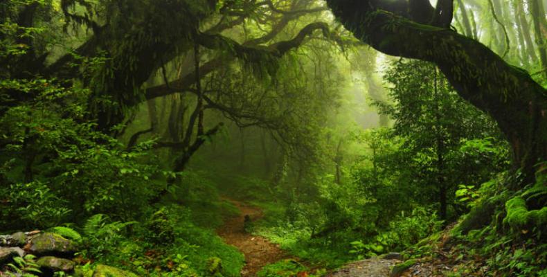 Al menos 390 mil especies de plantas son conocidas por la ciencia.Foto: autobild.es