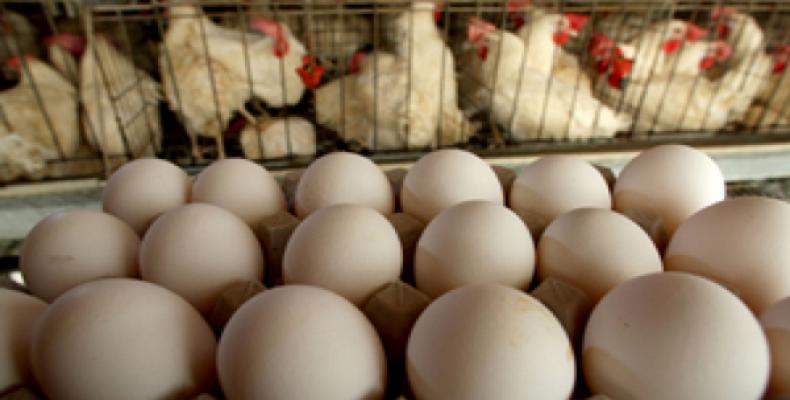 Es un imperativo para los avicultores villaclareños cumplir el plan de huevos de 2017. Foto Internet