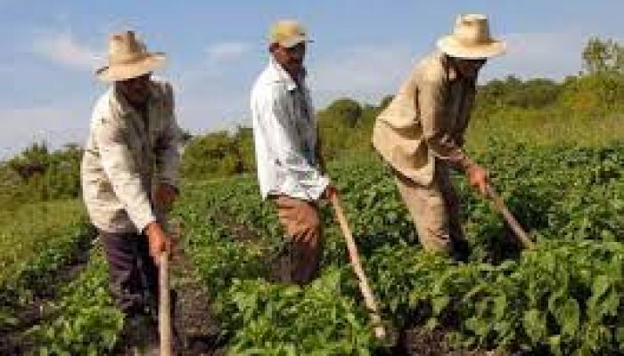 Los campesinos cubanos pueden elegir y ser elegidos atendiendo a las ventajas constitucionales y democráticas establecidas por la Revolución. Foto: Archivo