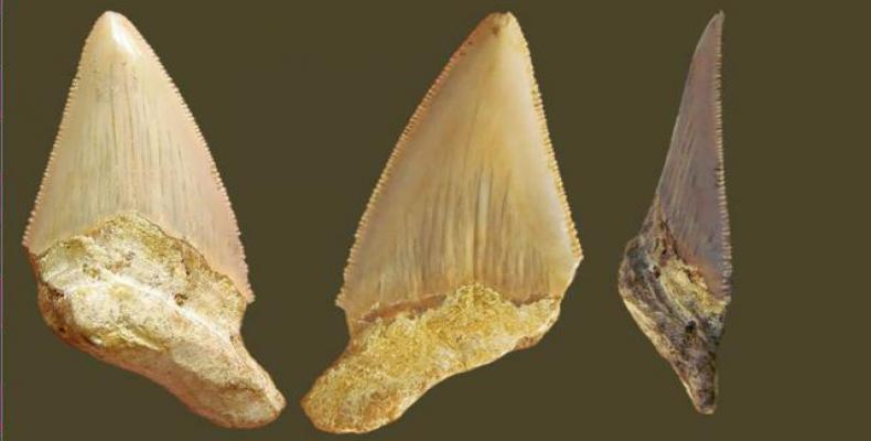 El diente se encuentra en buen estado de conservación; mide 5,5 cm de largo por cuatro centímetros de ancho. Foto tomada del periódico Granma