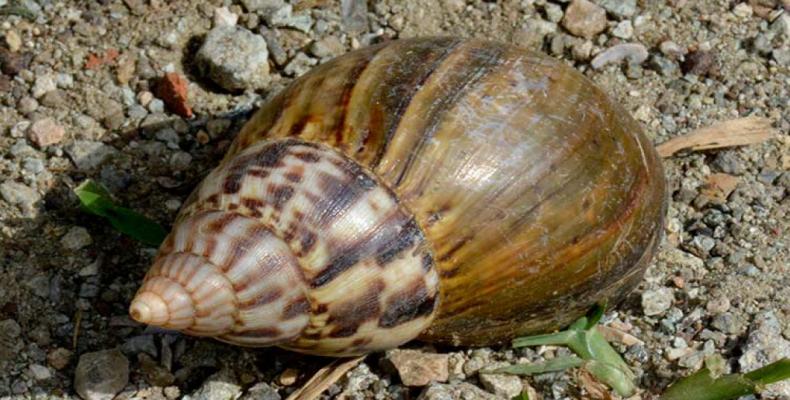 El caracol gigante africano pone entre 500 y 1000 huevos de una vez,  y puede vivir hasta cuatro años. Foto: Archivo