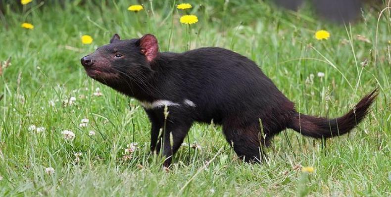 Diablo de Tasmania (Sarcophilus harrisii). Foto: revista Kerchak