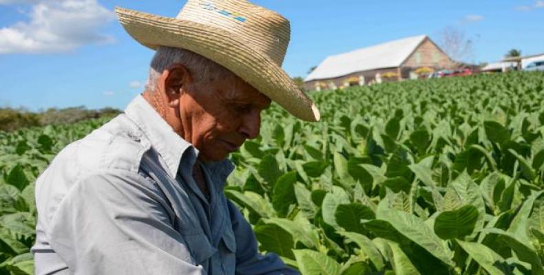 Sancti Spíritus es la segunda provincia que más tabaco cultiva en Cuba. Foto: ACN