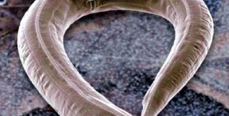 Emplearán en Japón nematodos para detección del cáncer. Foto:Internet