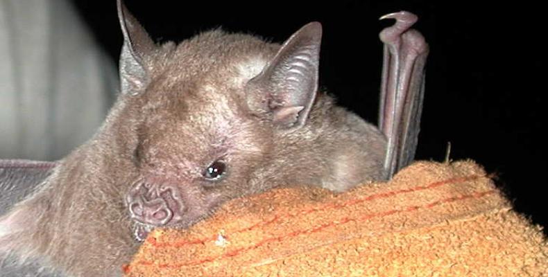 El Brachyphylla nana, conocido como nectarívoro, forma parte de las especies encontradas en Pico San Juan.Foto:Cortesía del Grupo Samá.