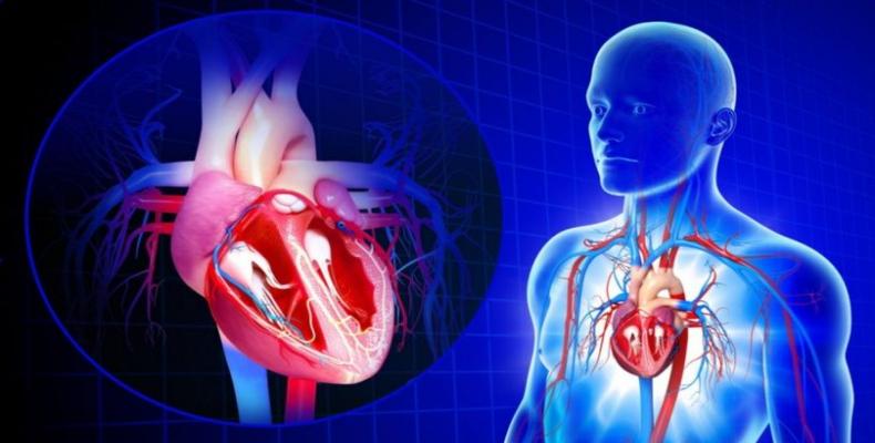 Científicos descubren que el corazón ayuda a metabolizar las grasas . Imagen / laverdadnoticias.com