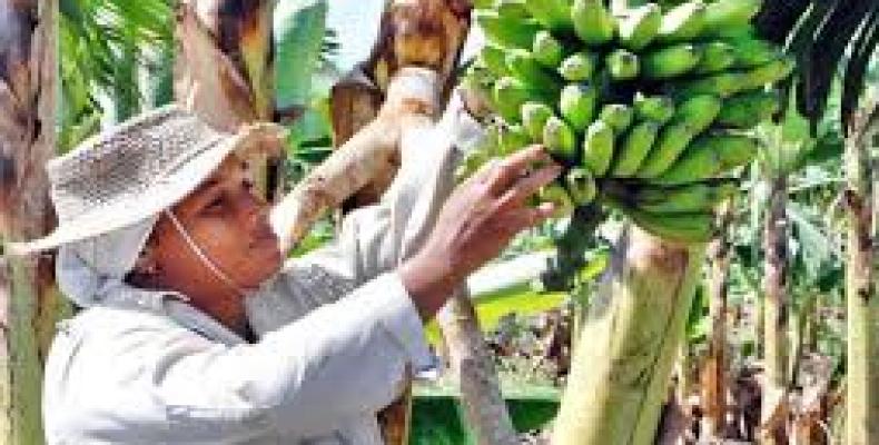 La feria promueve también la cartera de negocios del sector, eleva la cultura agroalimentaria, y es un foro atrayente para toda la población. Foto: Archivo