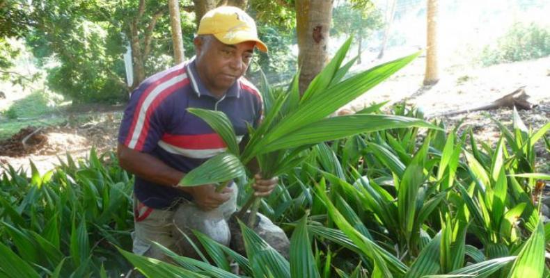 En Panamá, la producción de coco es fundamental para la economía y la alimentación de las poblaciones costeras. Foto: Archivo