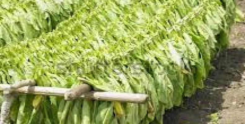 Ciego de Avila produces high quality tobacco leaves.  Photo: Google