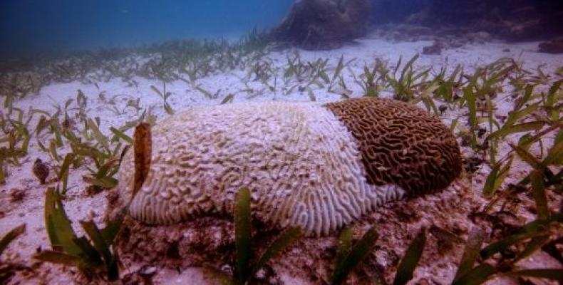 Imagen divulgada por Adaptur de un coral afectado por una enfermedad conocida como síndrome blanco, el 11 de noviembre de 2019, próximo al estado mexicano de Qu