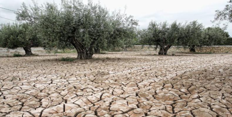 El gobierno uruguayo extendió a otros siete departamentos la emergencia agropecuaria ante la escasez de lluvia. Foto:Segundo Enfoque.