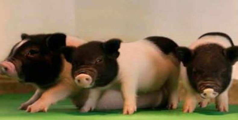 Cerdos genéticamente modificados. Foto: lavanguardia.com