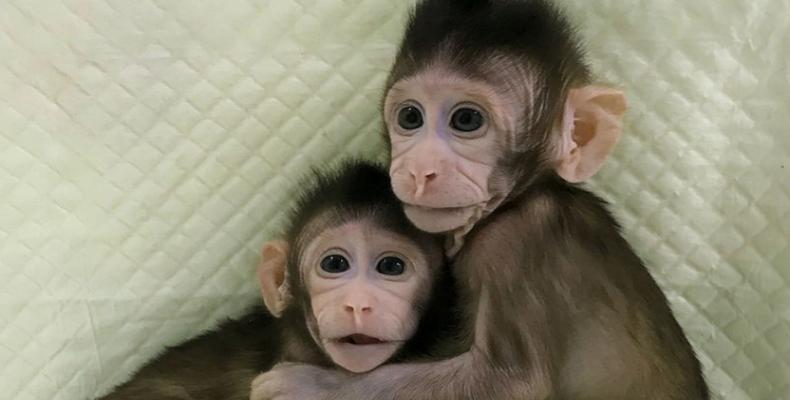 Clonación de primates regresa antigua polémica ética.Foto:PL.