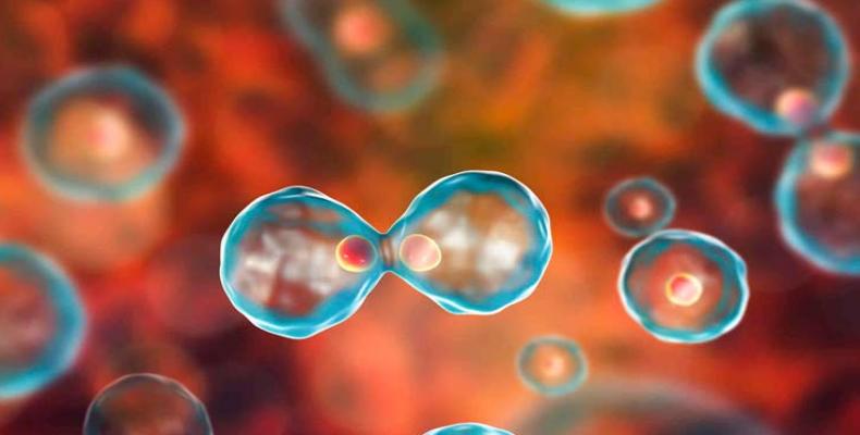 Científicos holandeses lograron crear estructuras embrionarias sintéticas a partir de células madre de ratón.Foto:PL.
