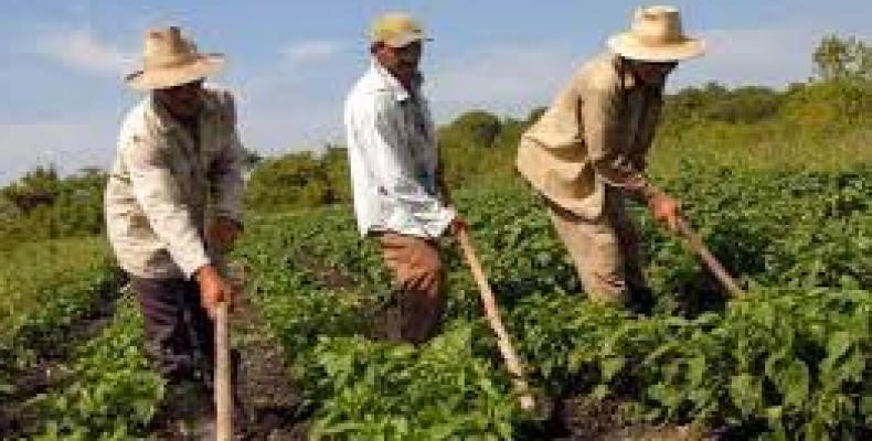 Campesinos cubanos esenciales en la producción agrícola