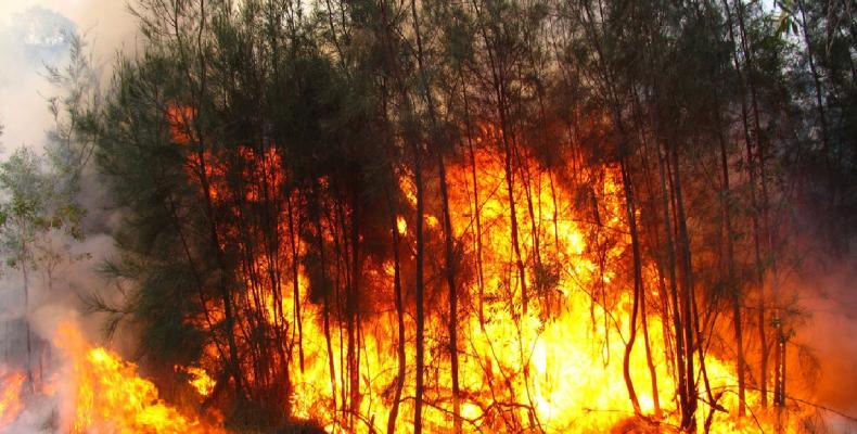 Cuba desarrolla un programa nacional de gestión y manejo del fuego en los bosques. Foto: Aginformación.