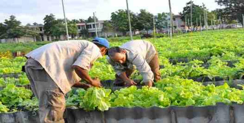 Santiago de Cuba logra avances en la agricultura urbana.Foto:Archivo.
