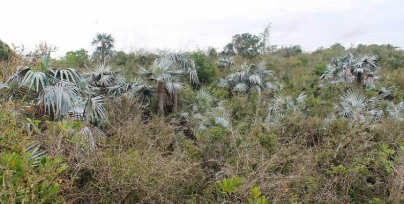Los arbustos se encuentran en período de amenaza debido a la pérdida de su hábitat por el desbroce del matorral donde crecía. Foto: Internet