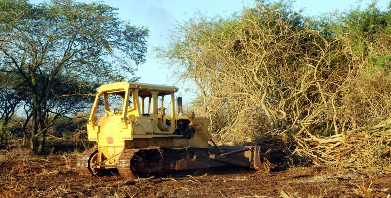 Una de las estrategias de Cuba para la biomasa forestal es eliminar el marabú.Foto:Archivo.