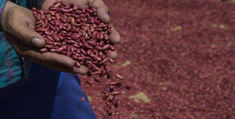 Producción de frijoles colorados en una cooperativa en Sancti Spíritus.Foto:Ismael Francisco.Cubadebate.