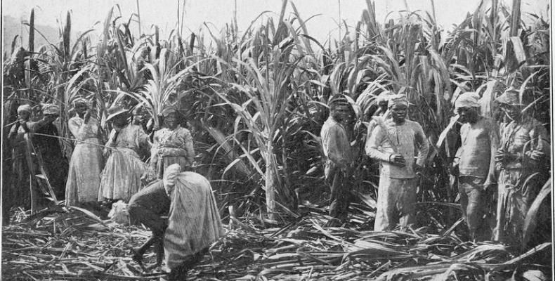 Recolección de caña de azúcar. Foto/Portal de la Radio Cubana