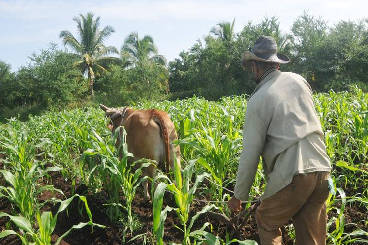  Cuba renforcera le contrôle sur la propriété des terres destinées à l'agriculture et à l'élevage