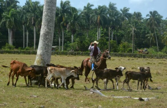 Producción de alimentos en Villa Clara.