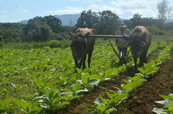 Producción de alimentos en Villa Clara.