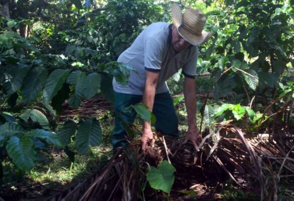 Producción de alimentos en Villa Clara.