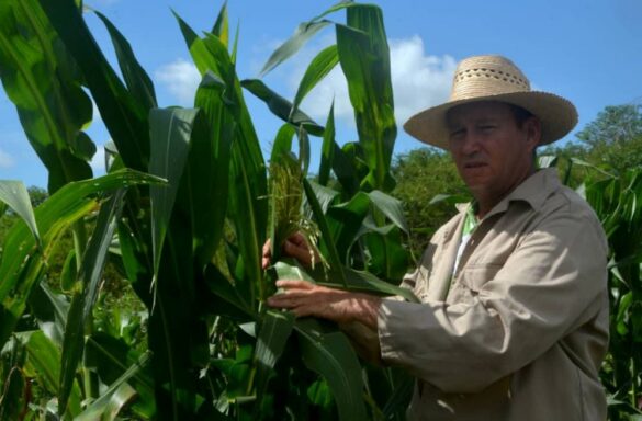 Producción de alimentos en Villa Clara.