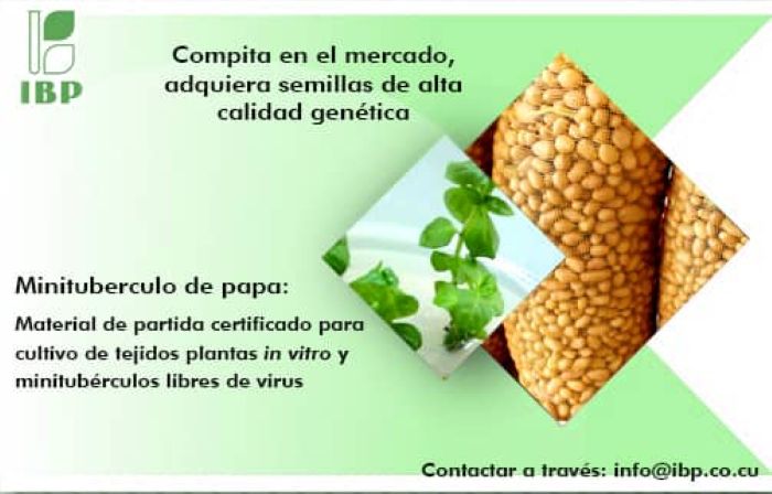 Semilla original de papa