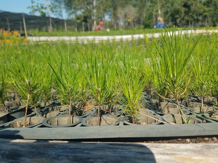Empresa Agroforestal Villa Clara hacia la soberanía energética