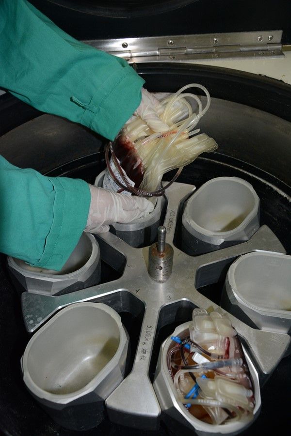 proceso para obtener derivados de la sangre