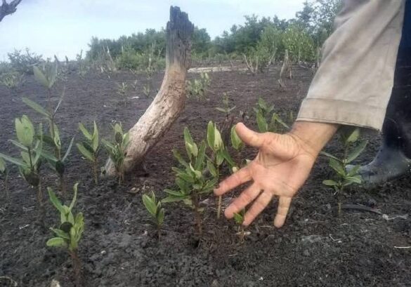 Proyecto Mi Costa en Granma