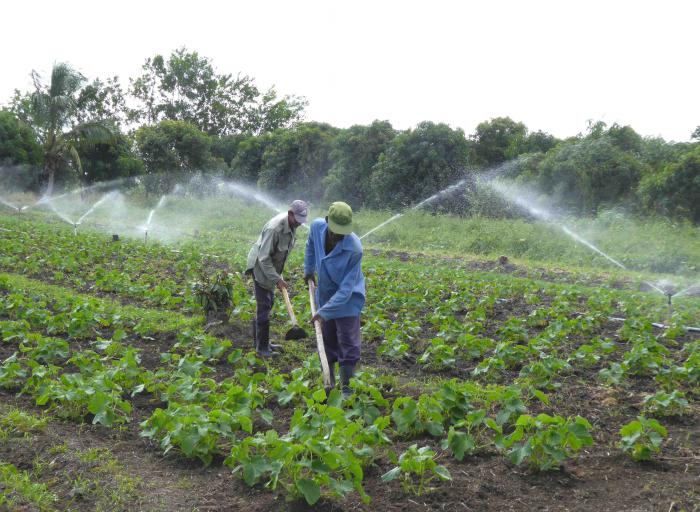 Transformaciones en la agricultura o el desafío de producir más y mejor