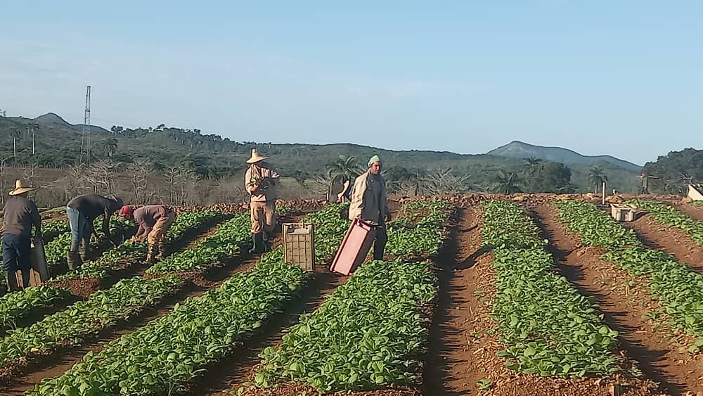 Empresa villaclareña de Acopio y Beneficio del Tabaco La Estrella, la mejor del país Empresa villaclareña de Acopio y Beneficio del Tabaco La Estrella, la mejor del país