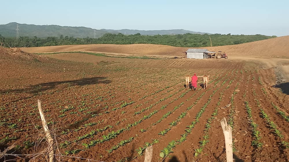 Empresa villaclareña de Acopio y Beneficio del Tabaco La Estrella, la mejor del país Empresa villaclareña de Acopio y Beneficio del Tabaco La Estrella, la mejor del país