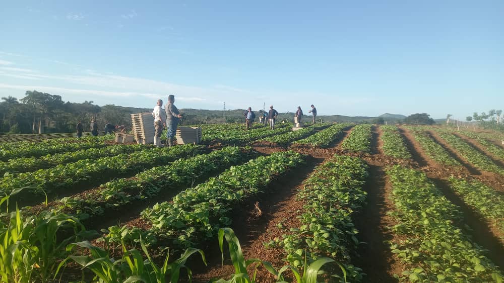 Empresa villaclareña de Acopio y Beneficio del Tabaco La Estrella, la mejor del país